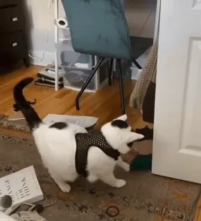 😮 2c30f933 gato, animal, animal de estimação, animal doméstico, gato doméstico, mamífero whatsapp sticker