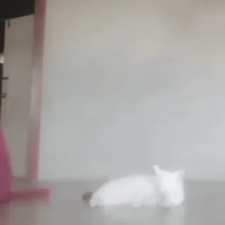 😯 31ddf2ce gato, gato branco, animal, animal de estimação whatsapp sticker