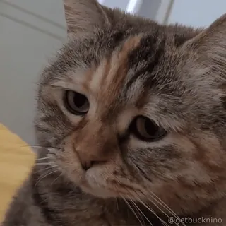 🥺 340d6430 @getbucknino gato, animal de estimação, animal, fofo, gato doméstico whatsapp sticker