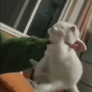 🥺 34be427e gato, animal, engraçado, fofo, gatinho, gato branco, animal de estimação whatsapp sticker