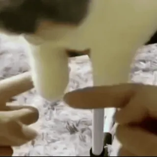 🙄 4bb50568 whatsapp sticker