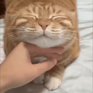 ☺️ 4ec73022 gato, animal de estimação, animal, gato doméstico, mamífero, fofo, animal doméstico, gato ruivo whatsapp sticker