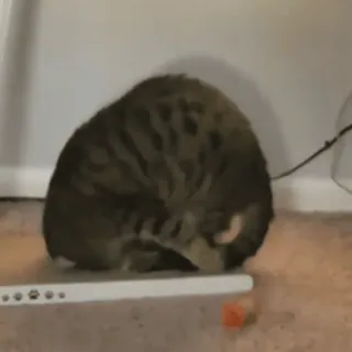 😳 609e8390 gato, animal doméstico, animal de estimação, felino, tigrado, listrado whatsapp sticker