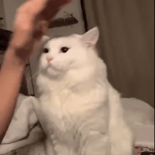 😡 669e7c5f gato, gato branco, animal de estimação, animal, animal doméstico, mão, afagando, fofo whatsapp sticker