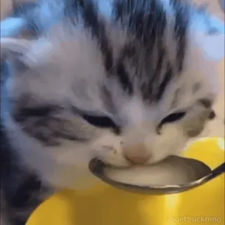 🫡 6f3601ba @getbucknino gato, gatinho, alimentando, colher, fofo, animal de estimação, animal whatsapp sticker