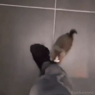 🤗 728ea7db @getbucknino pássaro, pombo, animal doméstico, animal de estimação, engraçado, animal, interior, azulejo whatsapp sticker