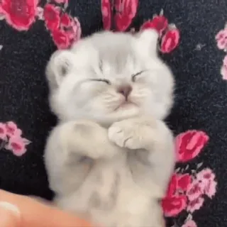 🙄 7df6ad6c gatinho, gato, dormindo, fofo, animal de estimação, animal whatsapp sticker