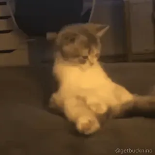 🧐 83748b7b getbucknino gato, engraçado, meme, animal whatsapp sticker