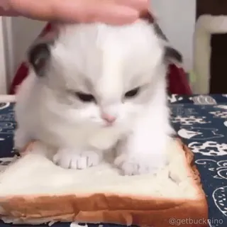 😖 85073ade getbucknin0 gatinho, gato, pão, fofo, animal, animal de estimação whatsapp sticker