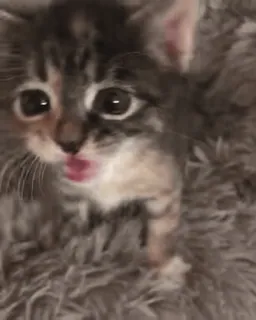 🤯 89abd9ba gatinho, gato, animal, animal de estimação, fofo, mamífero, felino whatsapp sticker