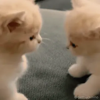 😚 8b797b8d @getbucknino gatos, gatinho, animais, fofo whatsapp sticker
