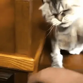 🤬 8c254daa gato, escadas, animal, animal de estimação, doméstico, felino whatsapp sticker