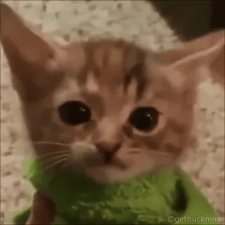 😱 905ec06b @getbucknino gato, gatinho, fofo, animal, animal de estimação whatsapp sticker