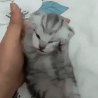 😱 92feb7e9 gatinho, gato, animal, fofo, animal de estimação, animal doméstico, felino whatsapp sticker