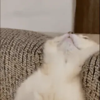 💤 9ab75473 gato, gatinho, dormindo, fofo, animal, animal de estimação whatsapp sticker