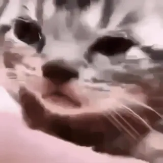 Больше стиков тут: @stikery4 telegram stickers