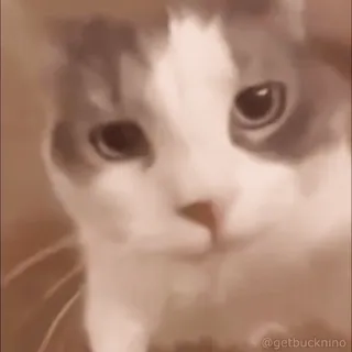 😘 a0532fb7 getbucknino gato, meme, animal, animal de estimação, engraçado, adesivo whatsapp sticker