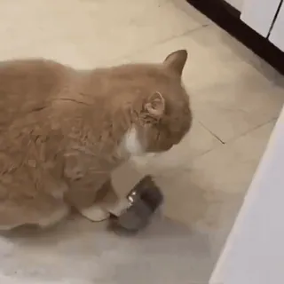 🍔 ae640702 gato, animal de estimação, animal, brincando, rato, gato doméstico whatsapp sticker