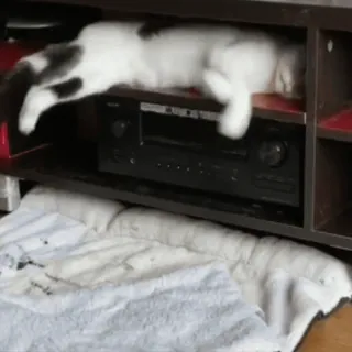 😶 ae969bde gato, animal, animal de estimação, dormir, engraçado, fofo whatsapp sticker