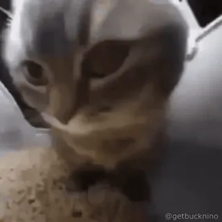 🤪 b40ea7e3 @getbucknino gato, animal, animal de estimação, meme whatsapp sticker