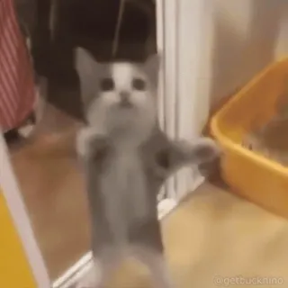 🤩 d839777d getbucknino gato, dançando, engraçado, meme, fofo, animal, animal de estimação, bobo whatsapp sticker
