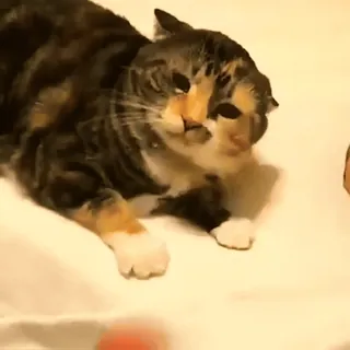 🖕 dd03601d gato, animal de estimação, animal, gatinho, fofo, doméstico whatsapp sticker