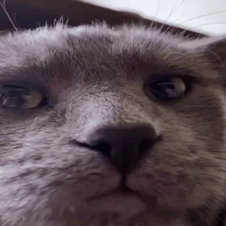 😐 f01400c5 gato, animal, animal de estimação, gato cinza, animal doméstico, close-up, rosto whatsapp sticker