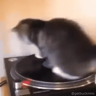 🥳 ff49bc9a getbucknino gato, música, vinil, engraçado, meme whatsapp sticker