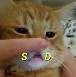 💛 33bee8c2 SAD traurige Katze, Katze, Tier, Haustier, traurig telegram sticker