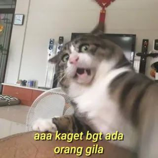 💛 930f5e98 aaa kaget bgt ada orang gila Katze, erschrocken, schockiert, Indonesischer Text, Meme telegram sticker