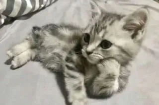 🙃 019b1e4e gattino, gatto, carino, animale domestico, domestico, felino whatsapp sticker