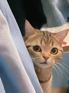 😕 0d3d80b4 gatto, gattino, animale domestico, animale, carino whatsapp sticker