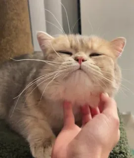 😊 177e0b80 gatto, animale domestico, carino, animale, domestico, mammifero whatsapp sticker