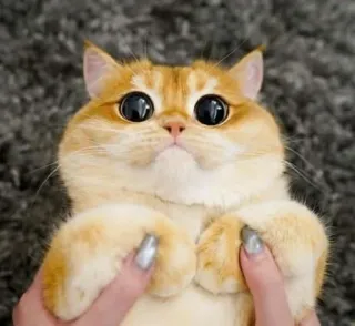 🥺 35f097c7 gatto, gattino, carino, occhi, domestico, animale whatsapp sticker