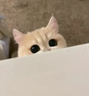 🧛‍♂ 4ba02993 gatto, carino, sbirciando, animale, occhi whatsapp sticker