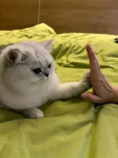 sweet pussy telegram stickers