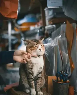 😒 4da66b91 gatto, animale domestico, animale, domestico, carino whatsapp sticker