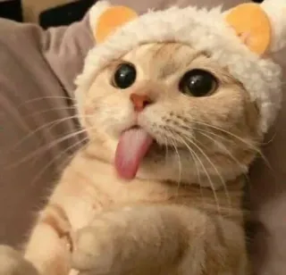 🥺 54d64c8d gatto, animale, lingua, carino, cappello, meme whatsapp sticker
