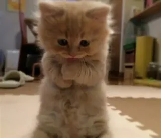 😔 5579b2b6 gatto, gattino, carino, animale, animale domestico whatsapp sticker