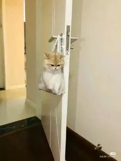 😡 5d98bd9b gatto, porta, animale, divertente, animale domestico whatsapp sticker