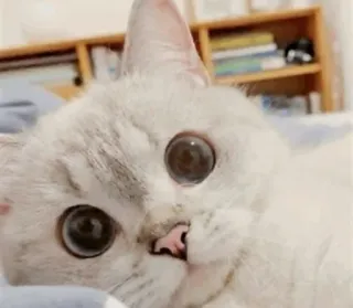 🥺 608235d4 gatto, carino, animale, animale domestico, occhi, bianco, gattino whatsapp sticker