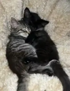 ❤️ 636e9ffb gatti, gattini, dormire, carino, animali, amici whatsapp sticker