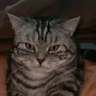 😡 6f04c50c gatto, arrabbiato, felino, domestico, animale domestico whatsapp sticker