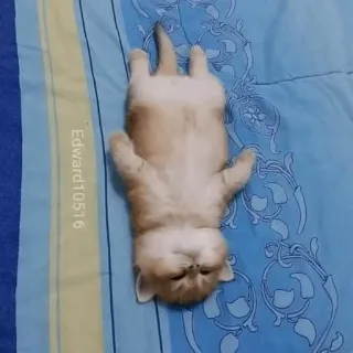 🥺 7270a547 Edward10516 gatto, gattino, sonno, carino, animale whatsapp sticker