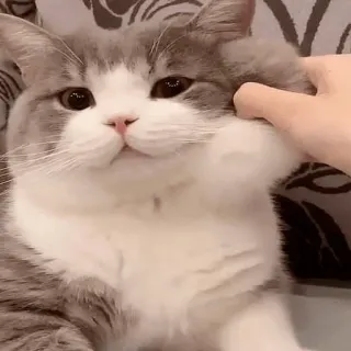 😘 91070907 gatto, animale domestico, animale, carino, domestico, grigio, bianco whatsapp sticker