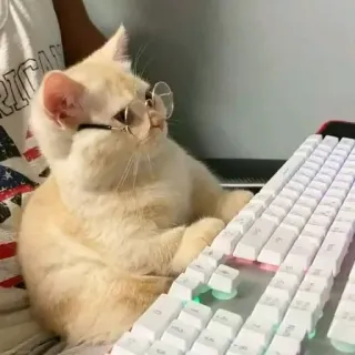 🤓 9cb084ff gatto, occhiali, tastiera, animale, animale domestico whatsapp sticker