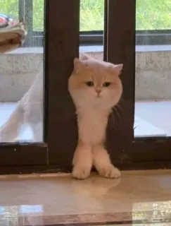 😌 b3fdb975 gatto, in piedi, divertente, animale domestico, animale whatsapp sticker