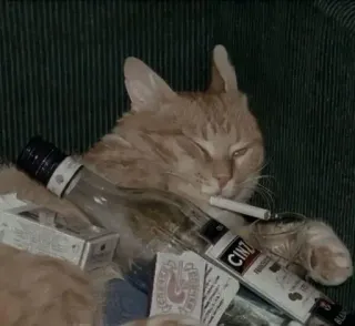 😗 bd164b1c gatto, fumo, alcol, sigaretta, animale whatsapp sticker