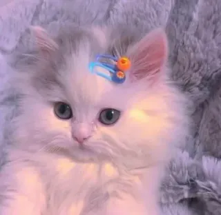 sweet pussy telegram stickers