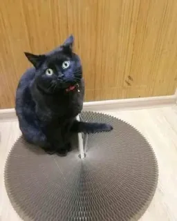 sweet pussy telegram stickers